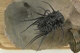 Spectacular Flying Dicranurus Trilobite With Zlichovaspis #334922-4